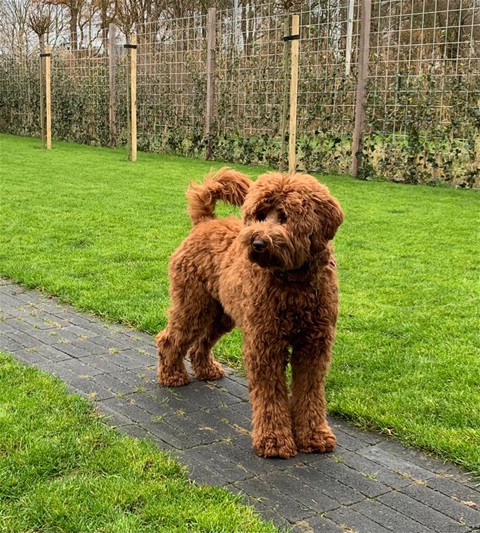 Outlook Gewoon doen Pellen Onze dames | bohemianlabradoodles.nl