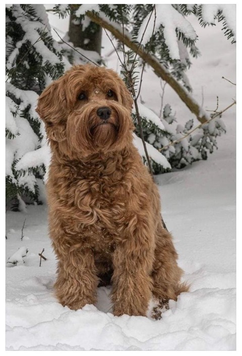 Outlook Gewoon doen Pellen Onze dames | bohemianlabradoodles.nl